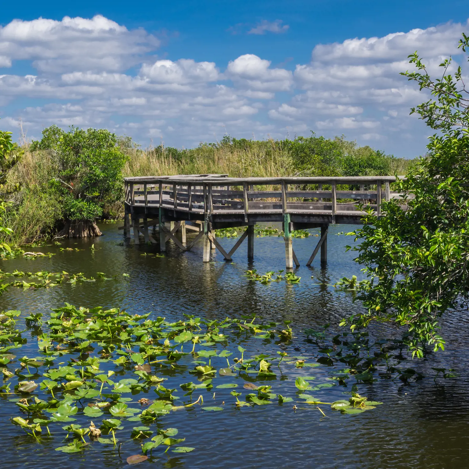Spaziere über den Anhinga Trail in den Everglades